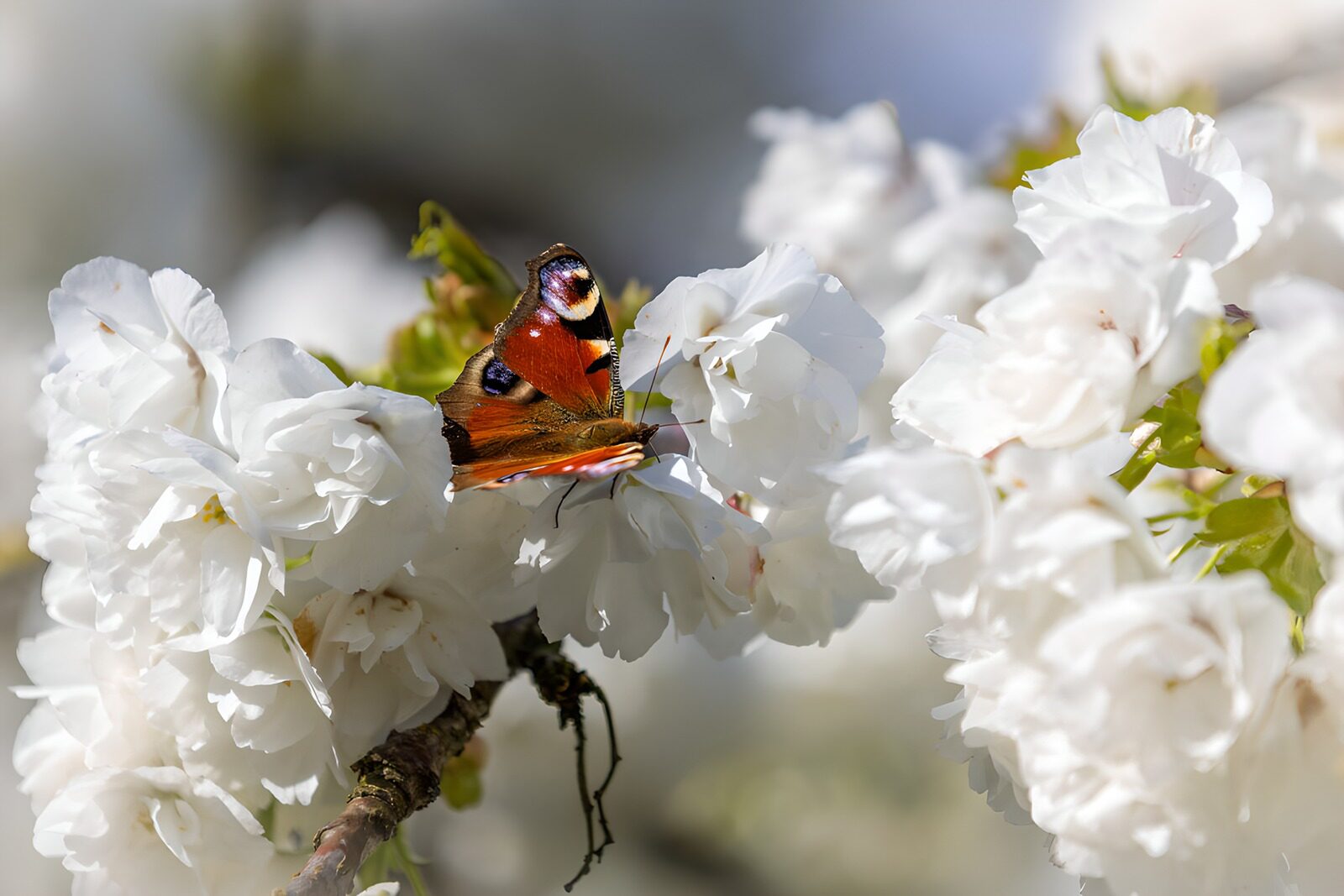 CW9555594: Vlinder op bloeiende kersenboom