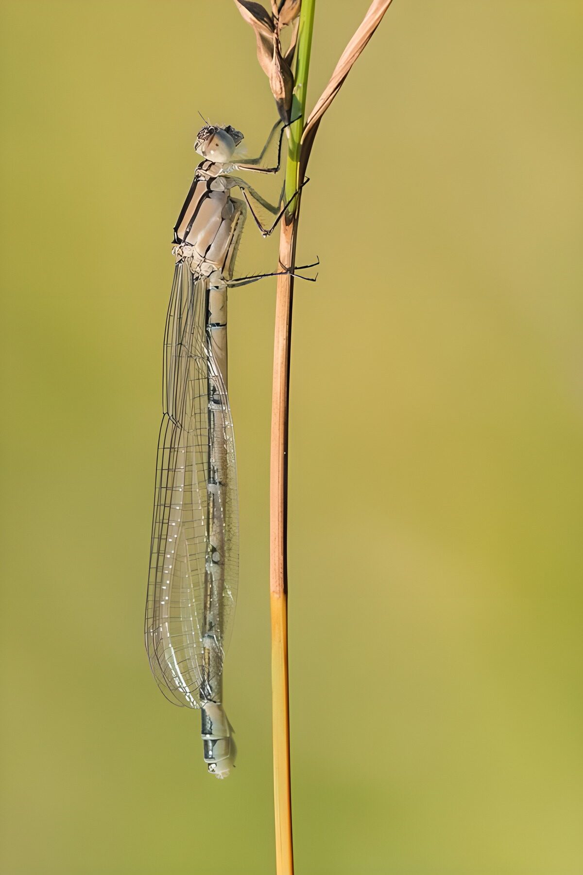 CW6069339: Zweefvlieg op een grasstengel