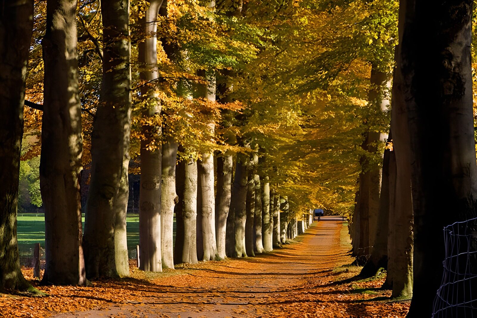 CW3583894: Prachtige herfstdreef met goudkleurige bladeren