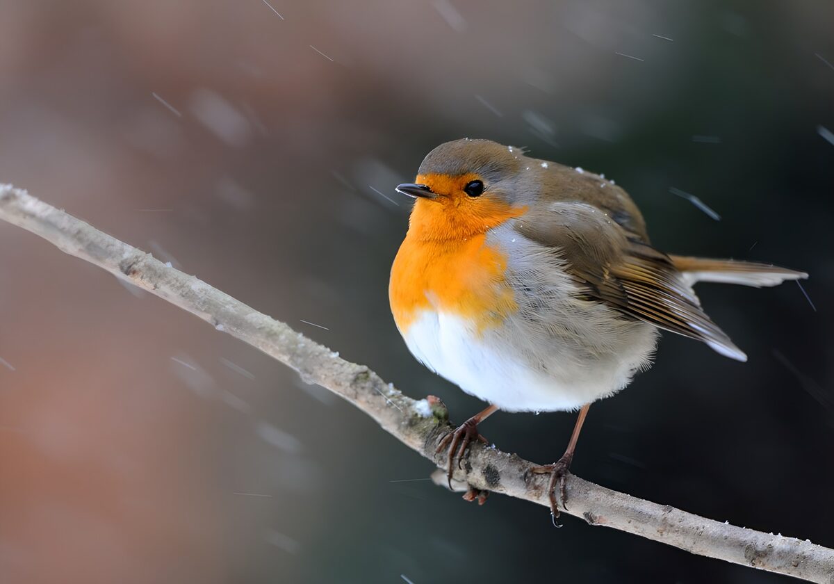 Roodborst op tak in de sneeuw