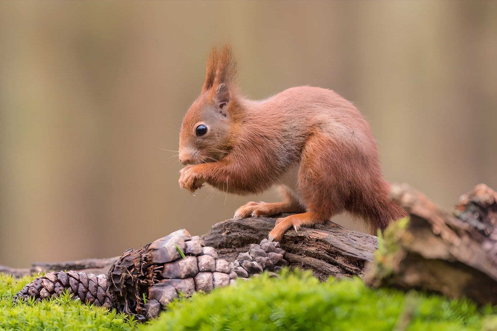 CW5761274: Schattig eekhoorntje in het bos