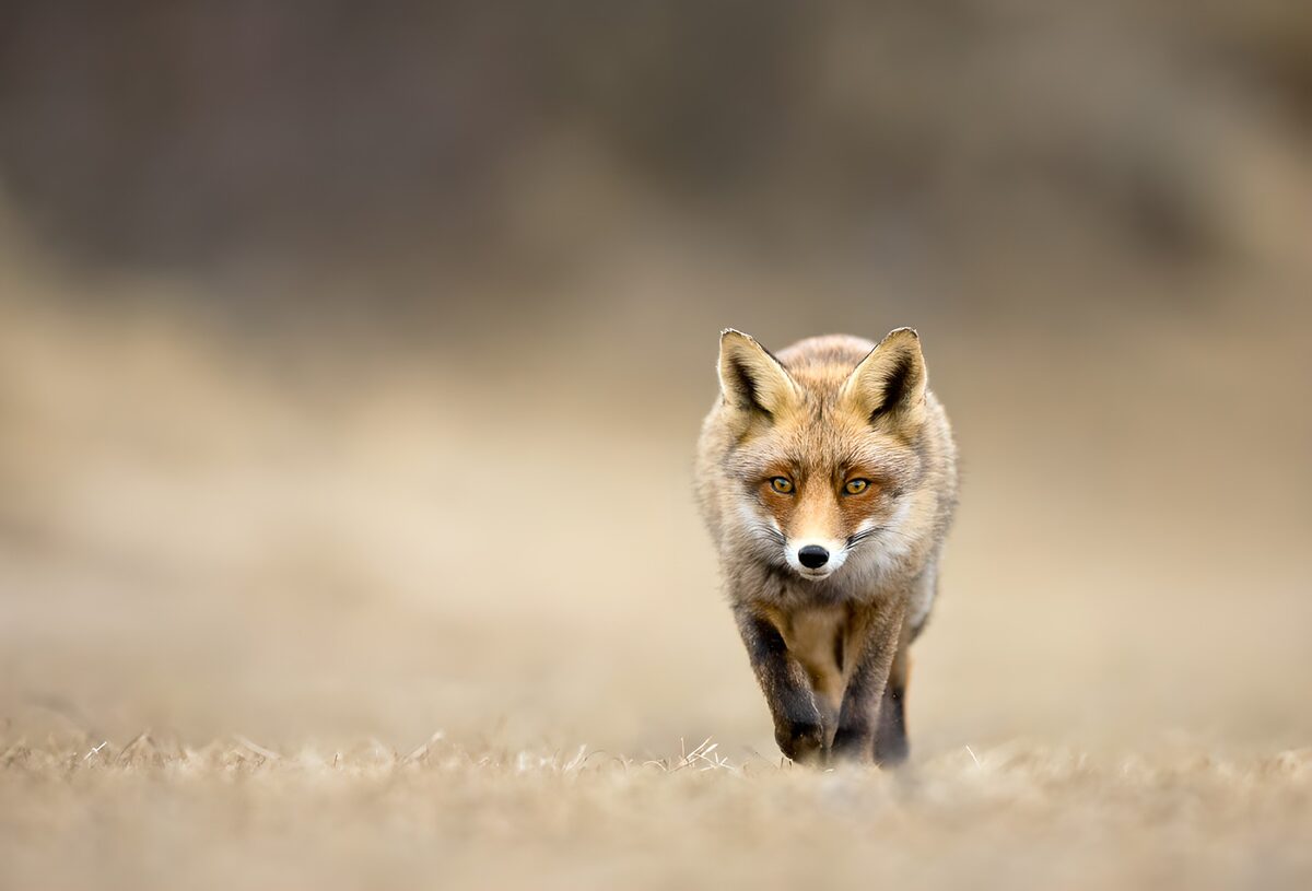 Vossenwandeling in de natuur