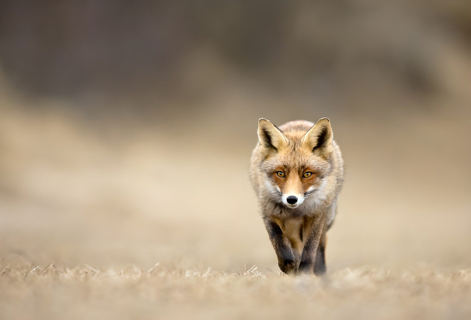 CW9287270: Vossenwandeling in de natuur