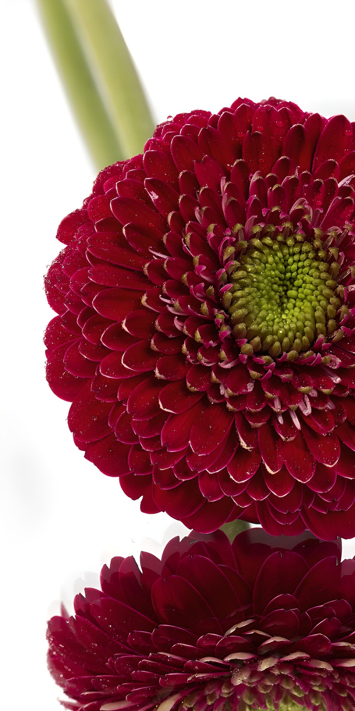 CW9748116: Dieprode Gerbera met Glans