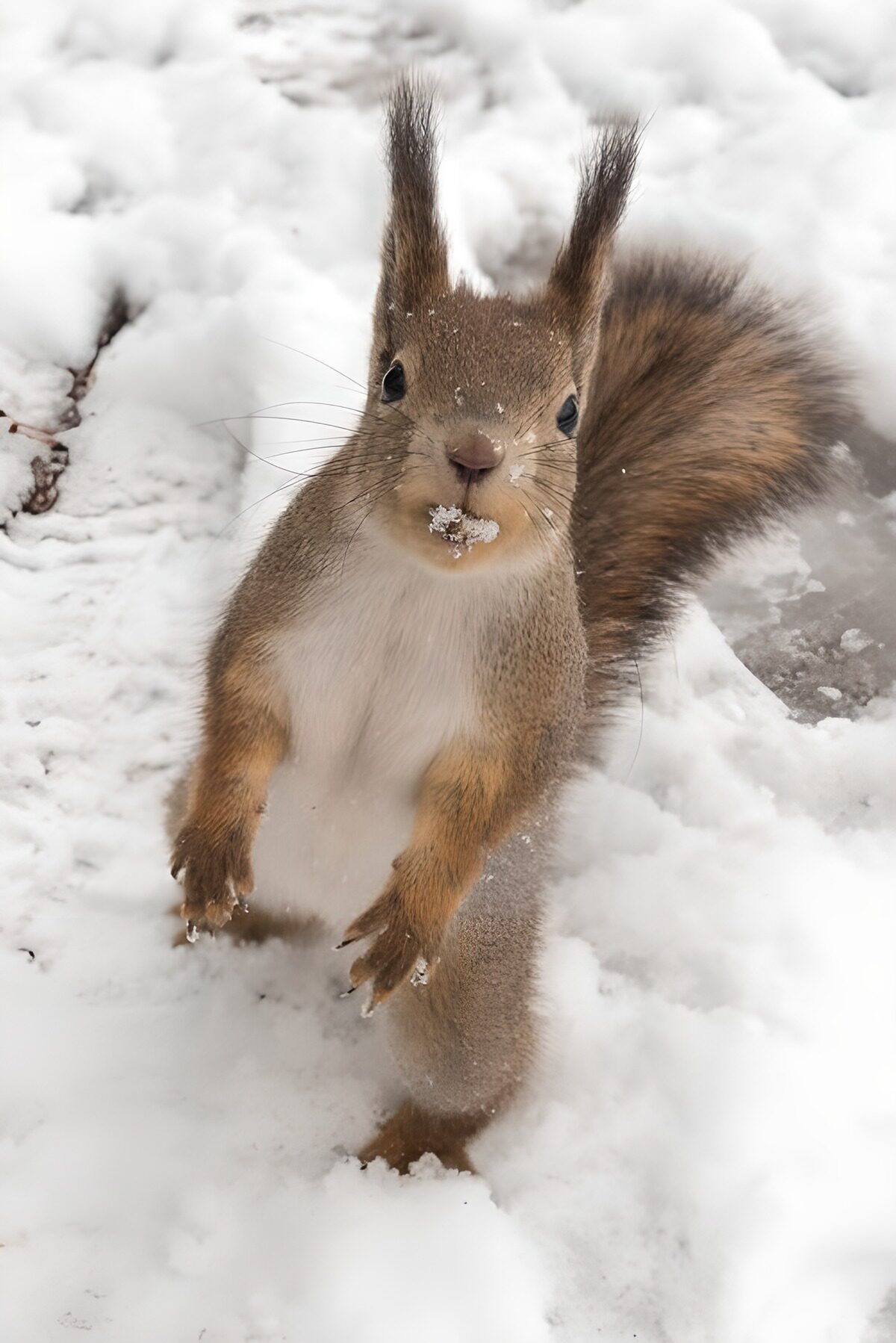 CW1551080: Schattig eekhoorntje in de sneeuw