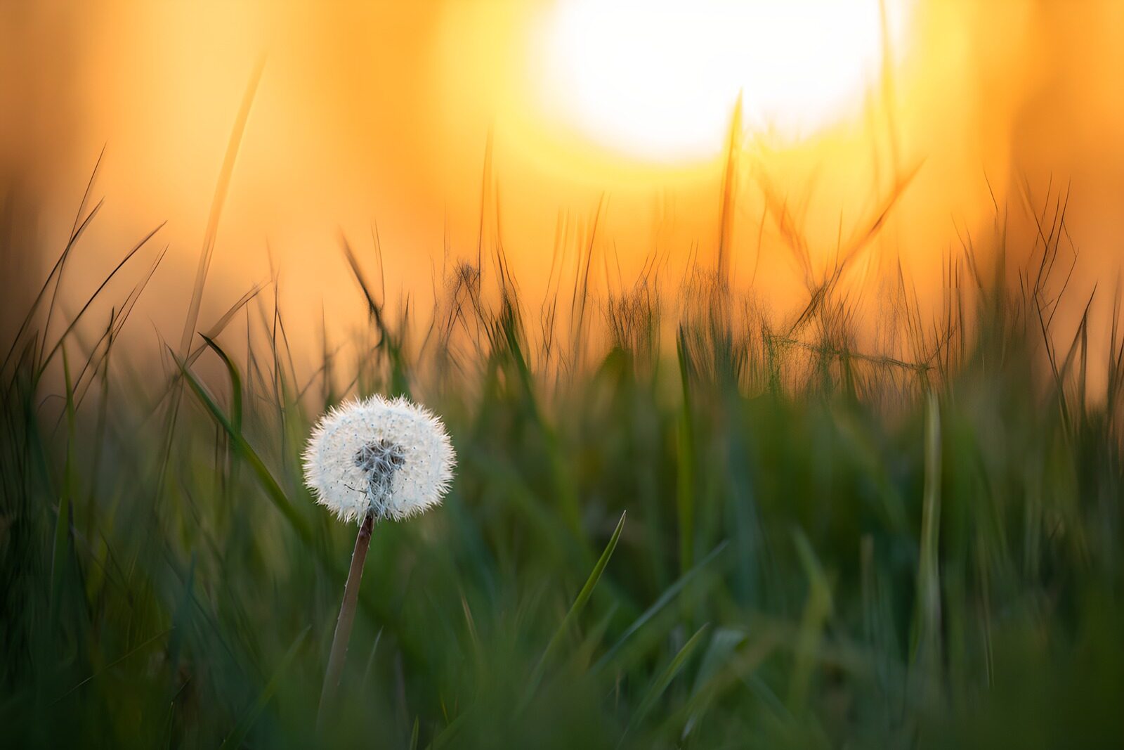 CW7886560: Zacht licht op een paardenbloem