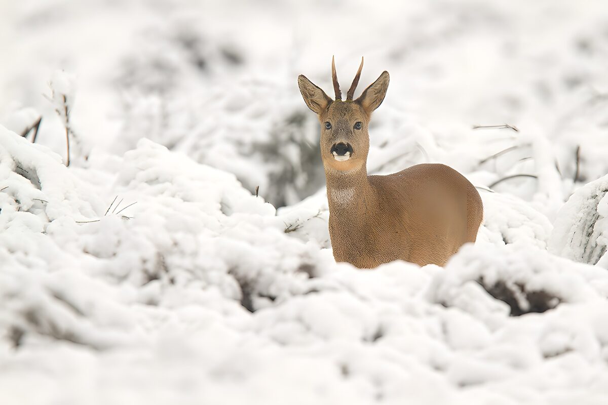 Ree in de sneeuw