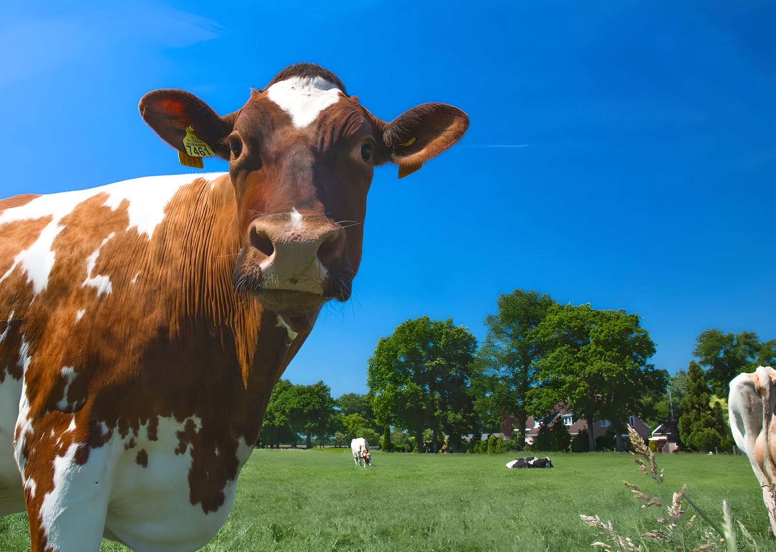CW1625951: Vrolijke Holstein-kos in de wei