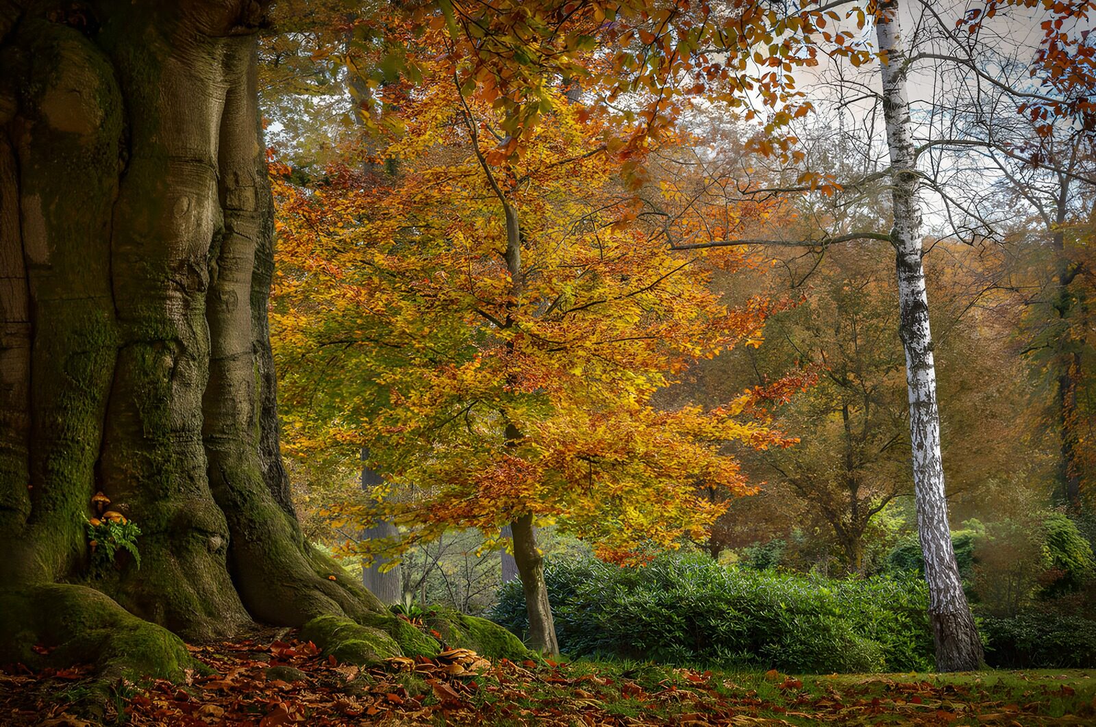 CW1851890: Kleurrijk herfstlandschap met bomen