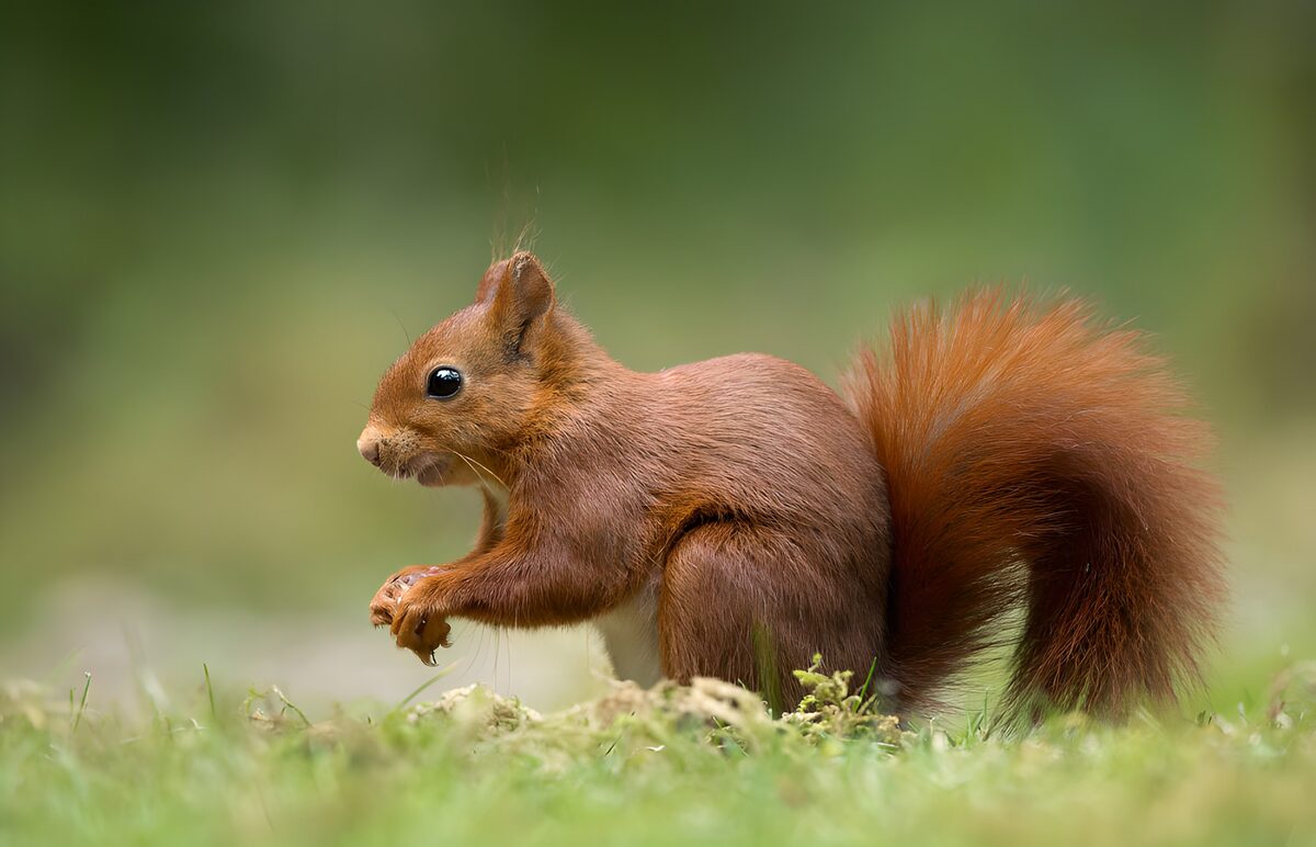 Schattig eekhoorntje in de natuur