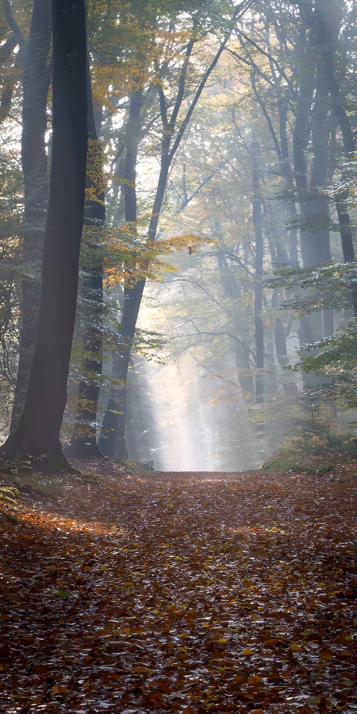 Mysterieus Bos met Zachte Lichtstralen