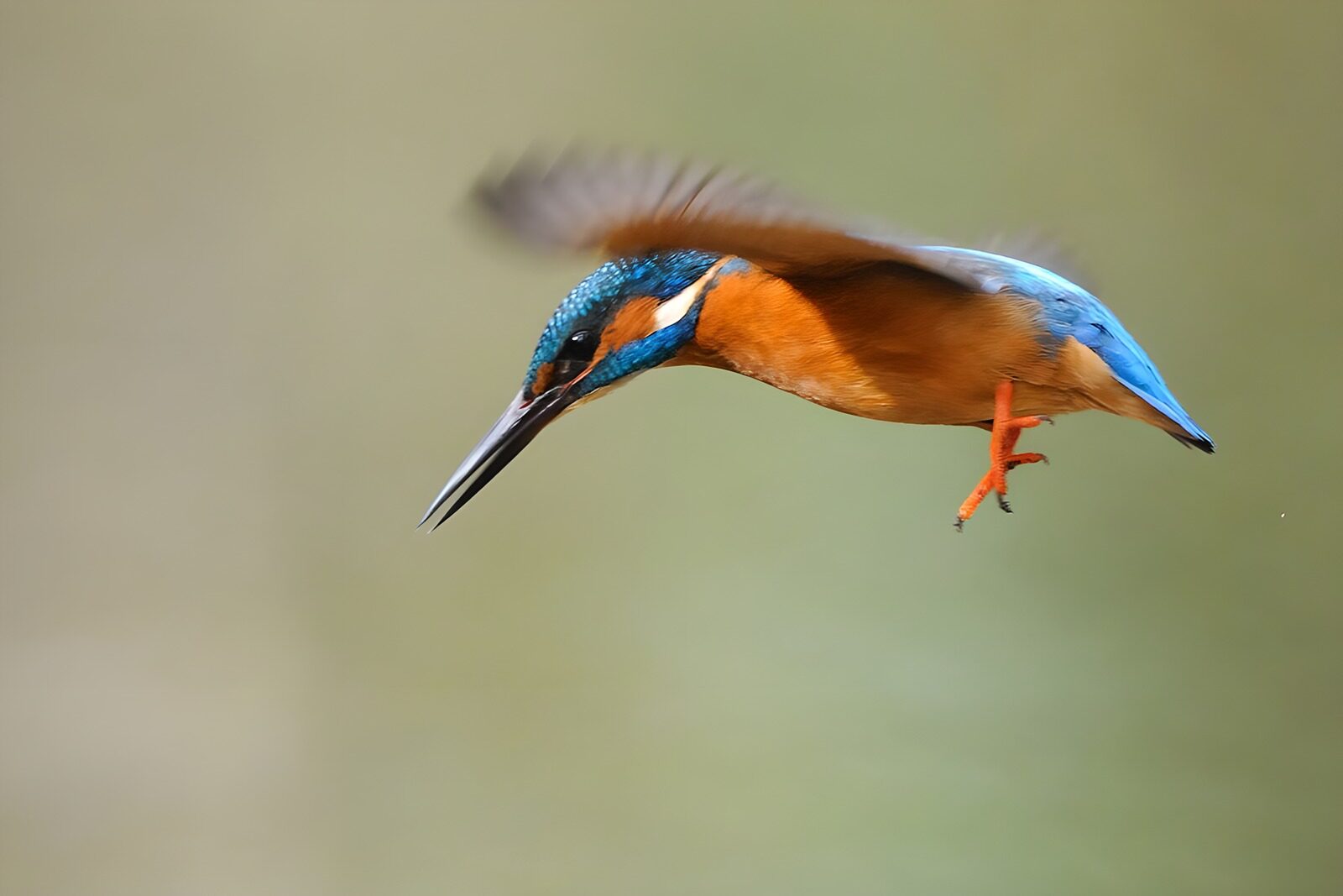CW7944535: Felgekleurde ijsvogel in vlucht