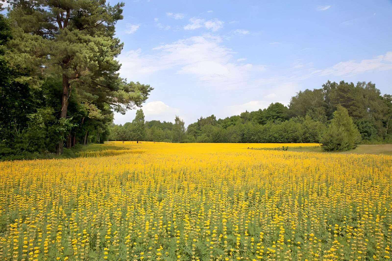 CW5954679: Zonnige bloemenweide omringd door bomen