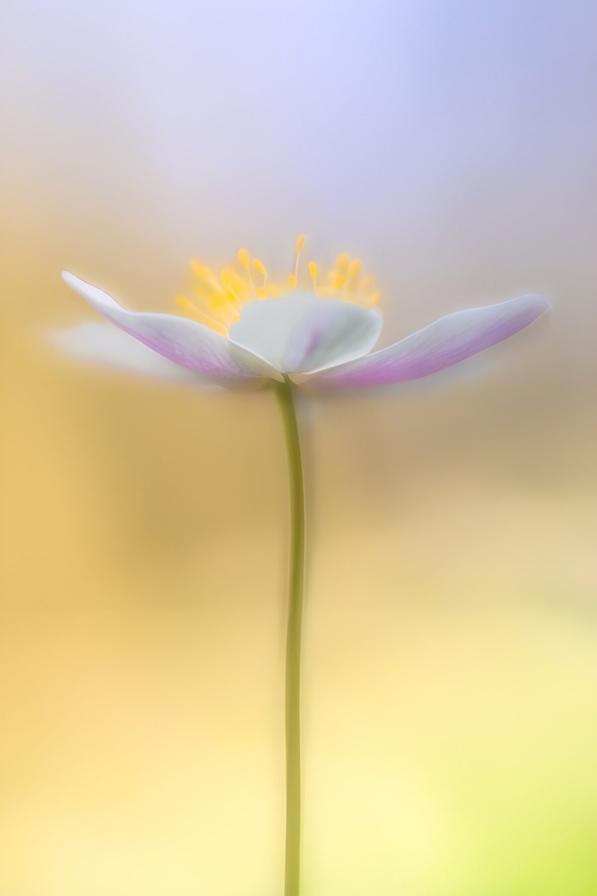CW9885145: Delicate Bloem in Dromerige Achtergrond