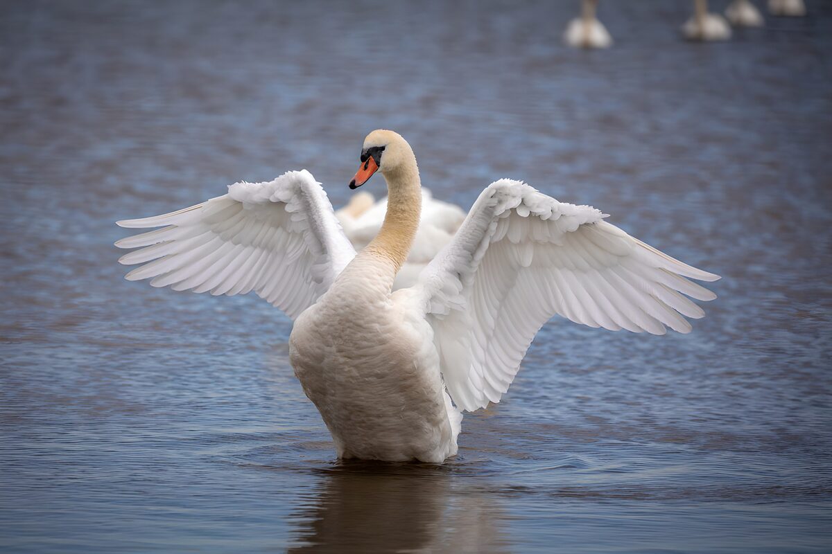 CW2414279: Elegante zwaan in het water
