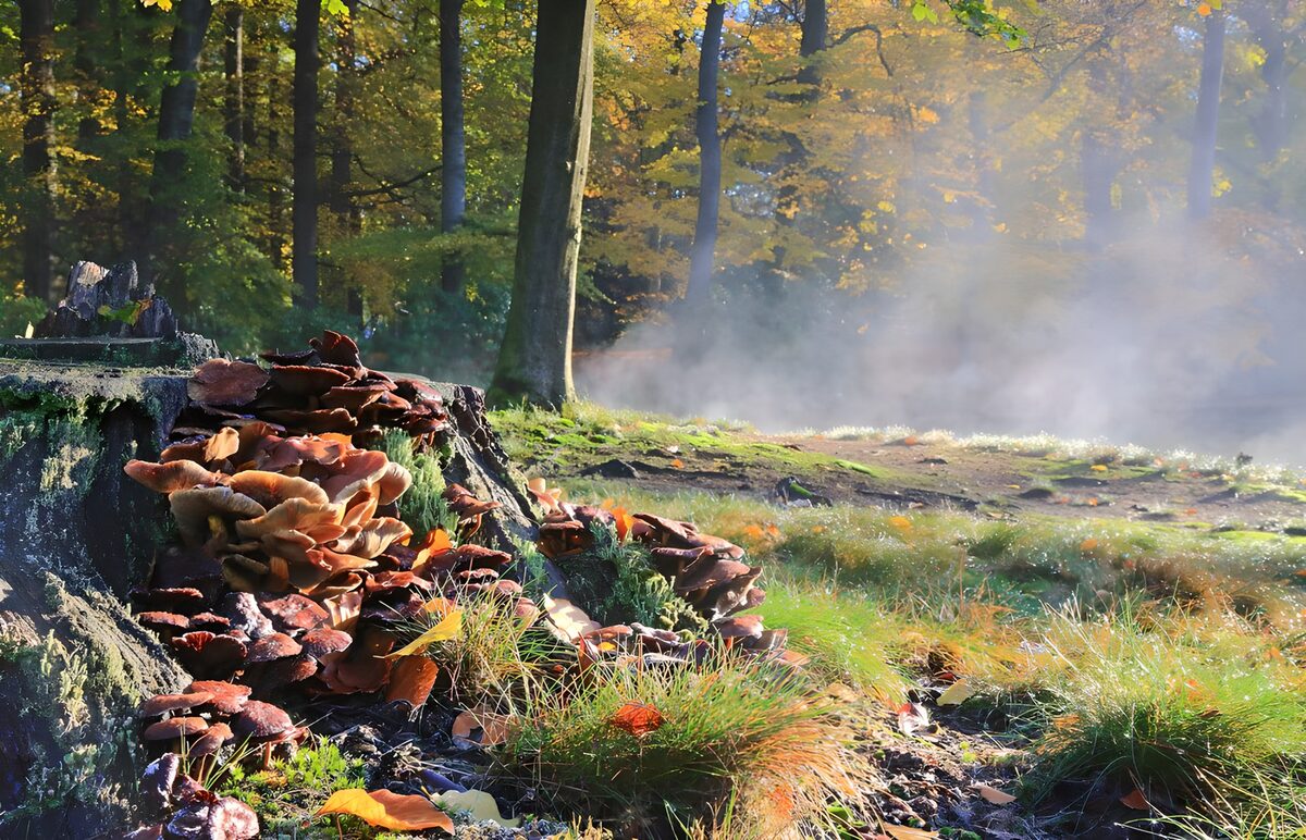 Paddenstoelen op een boomstronk in het bos