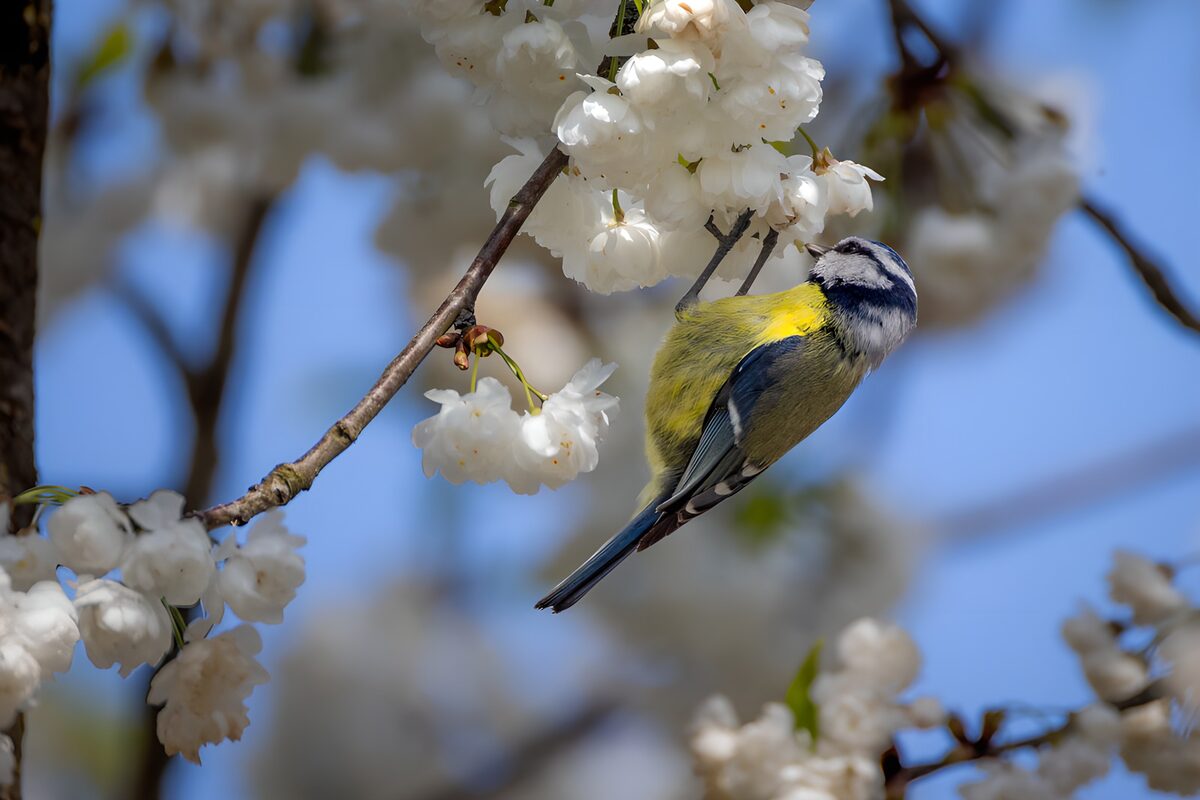 Pimpelmees tussen bloesems