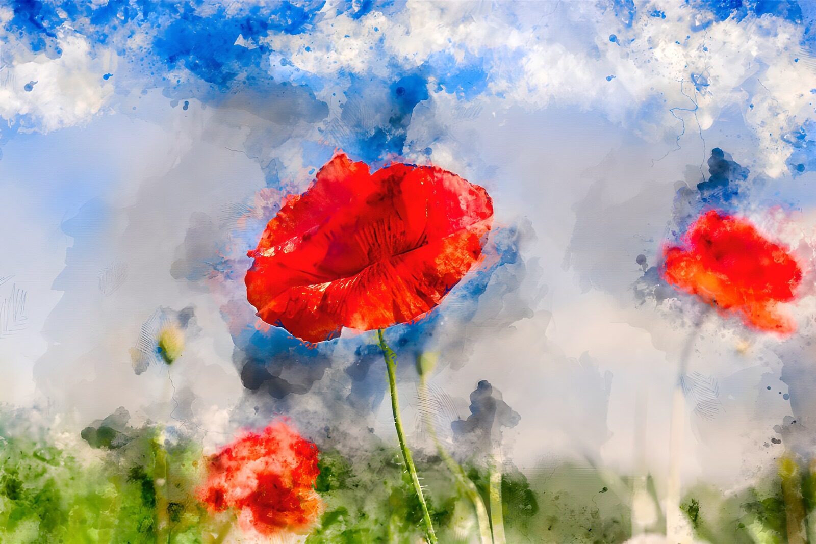 CW9946261: Heldere klaprozen onder een blauwe lucht
