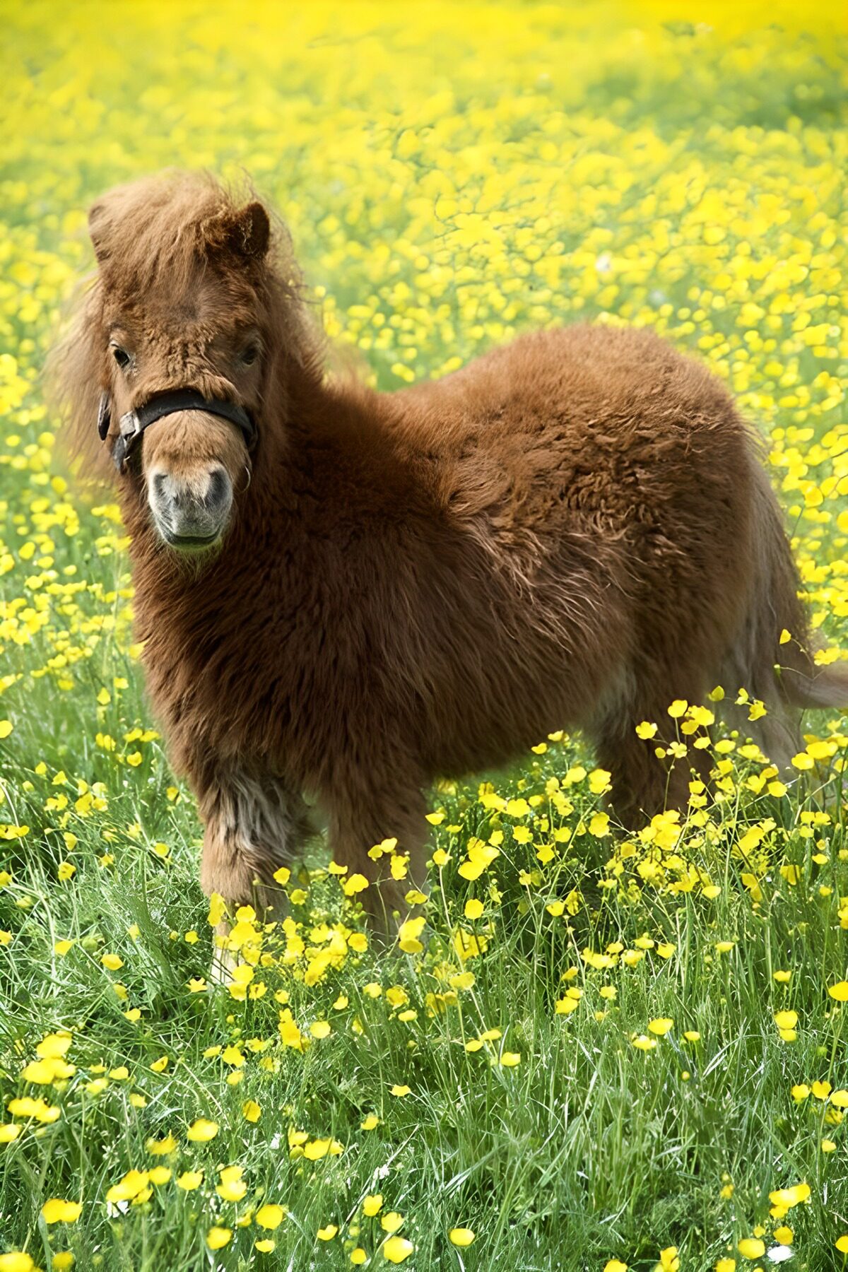 Schattig miniatuurpaard in bloeiend veld