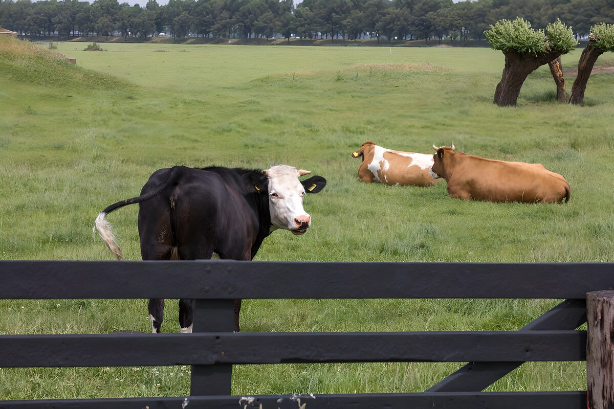 Koeien in het groene weiland