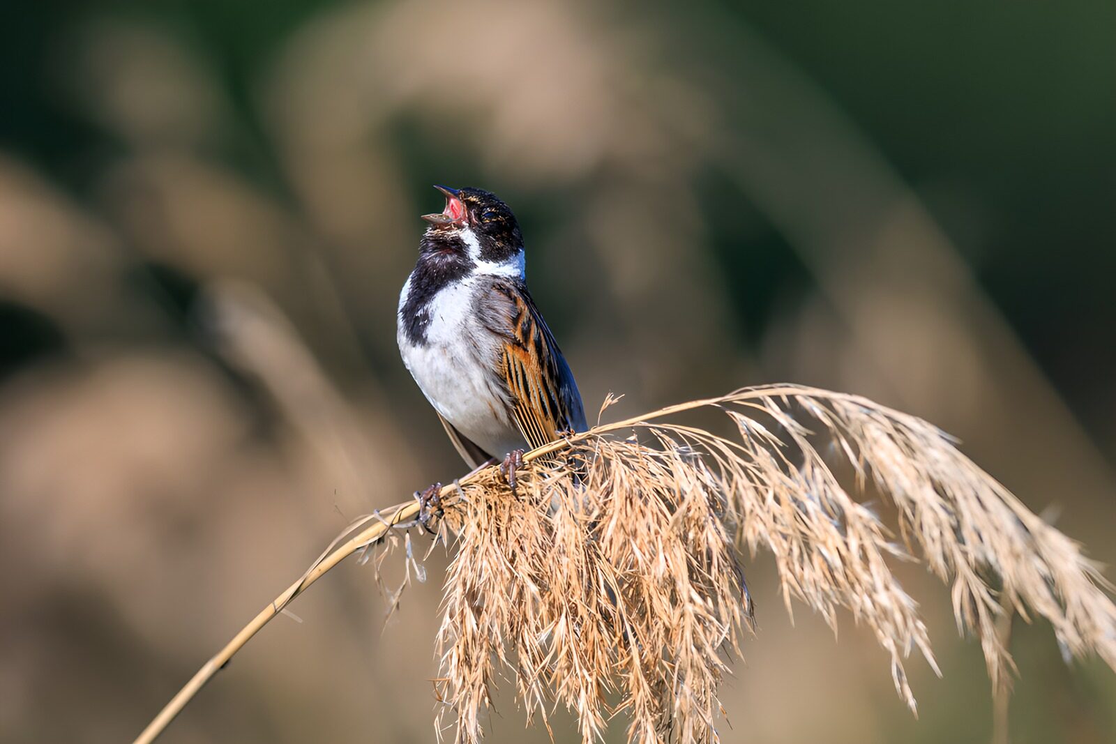 CW3448330: Zingende vogel op eind van riet