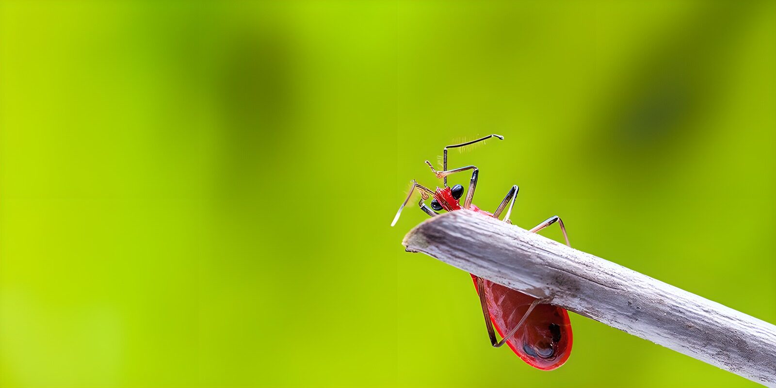 CW2451456: Felrode insect op tak