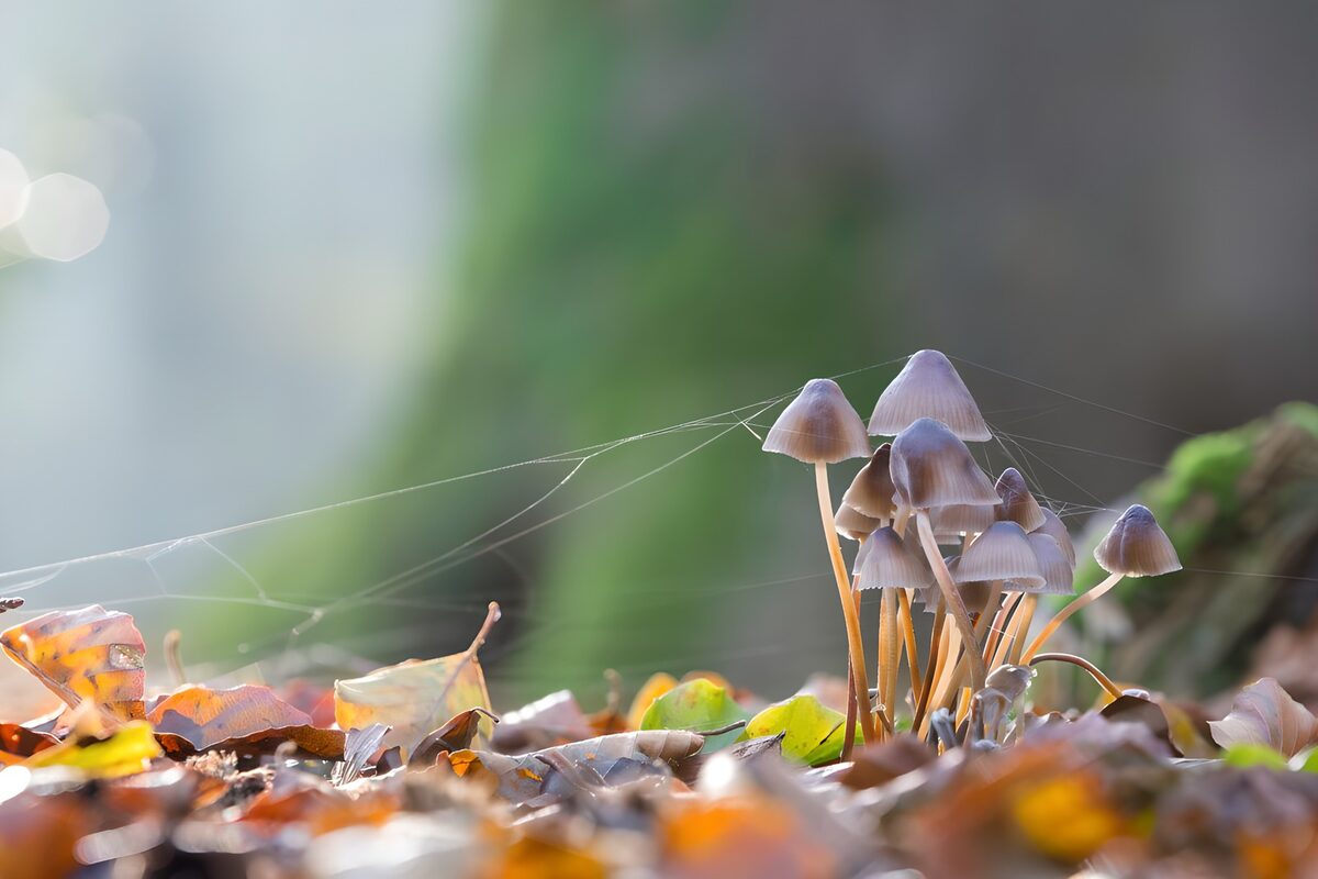 Paddenstoelen omringd door herfstbladeren