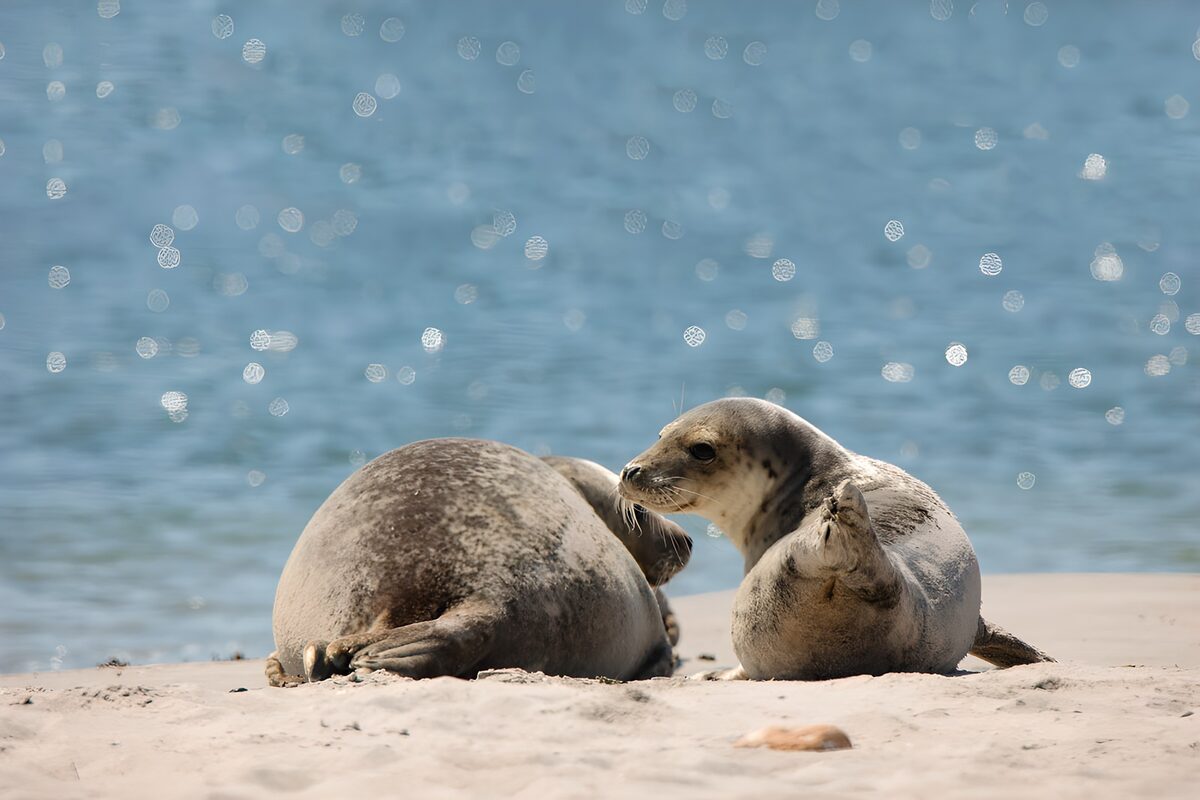 Zeehonden op het strand