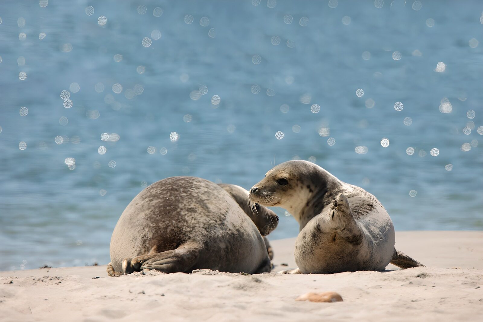CW7335212: Zeehonden op het strand