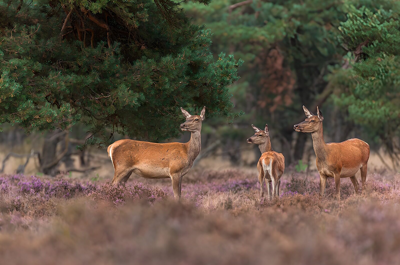 CW6971564: Een nieuwsgierige groep reeën in de natuur
