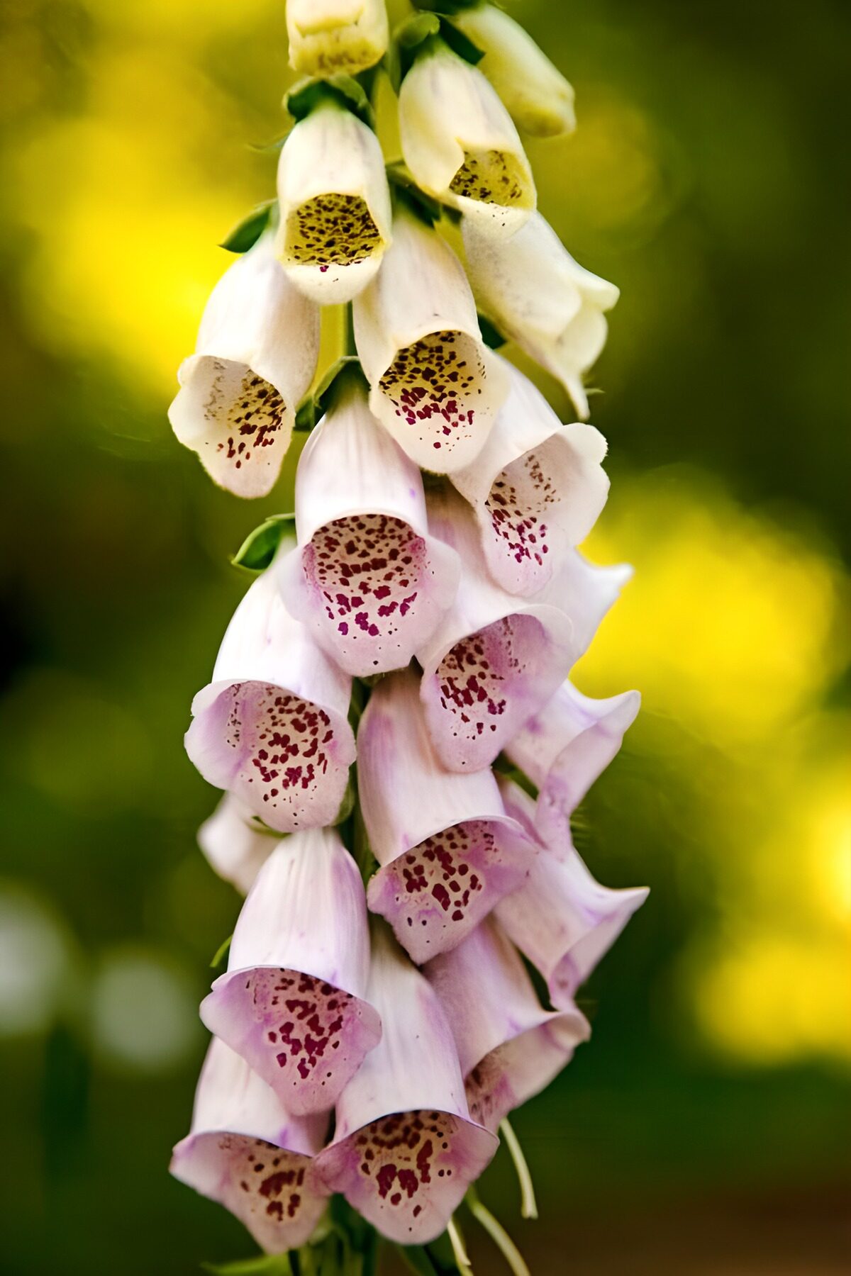 CW1878712: Prachtige Vingerhoedskruid Bloemen