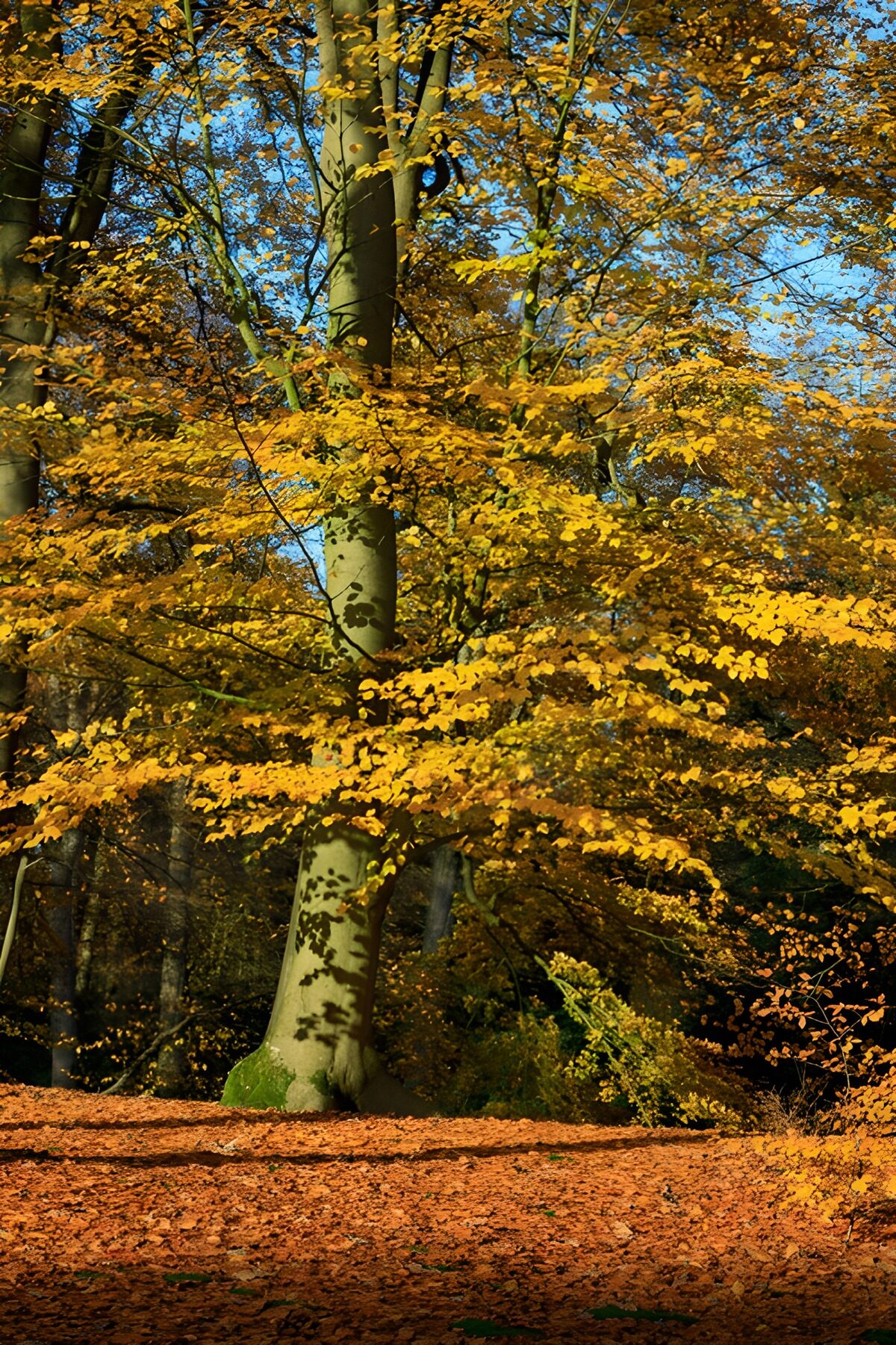 CW5940039: Herfstkleuren in het bos