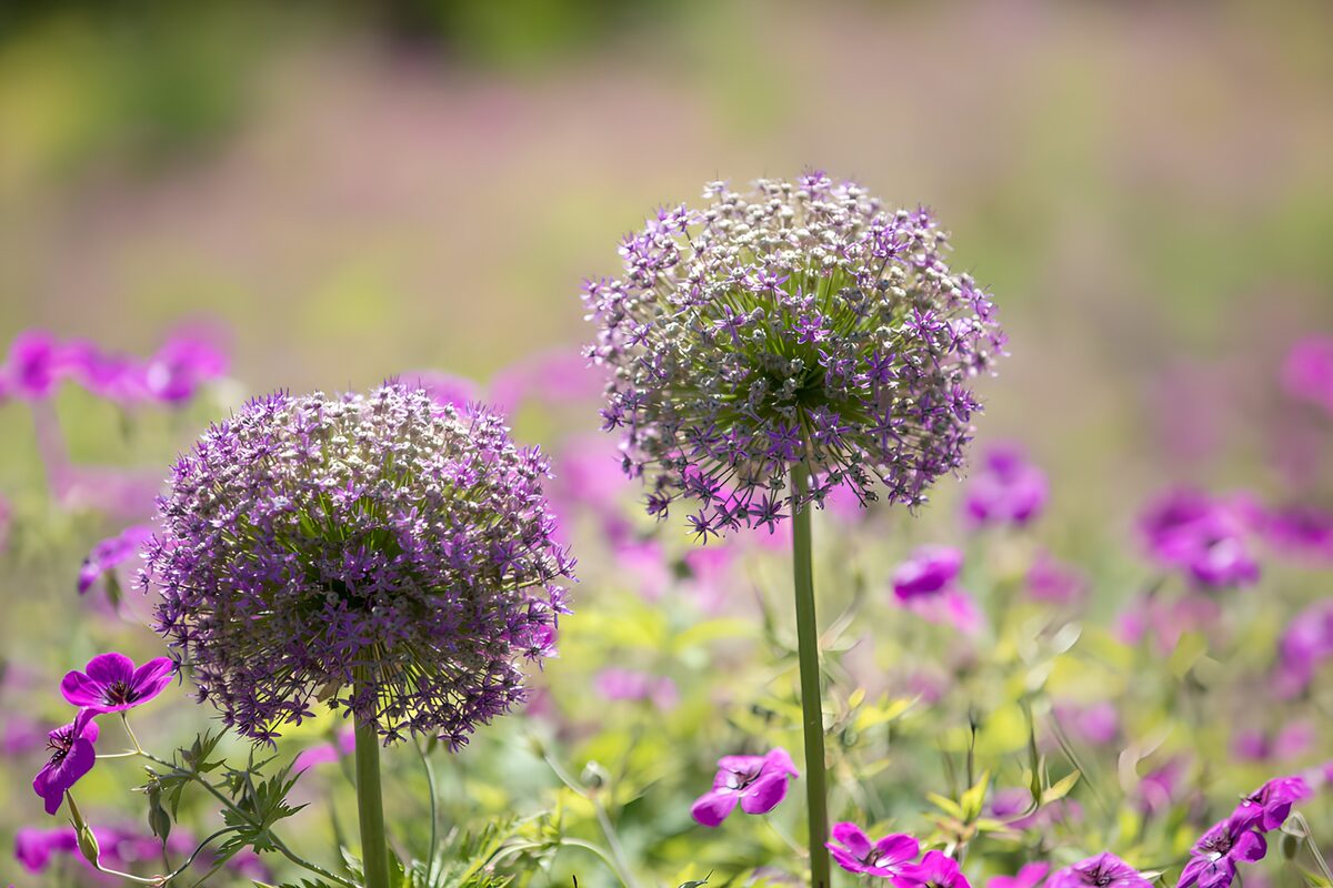 Een kleurrijke bloemenpracht in de natuur