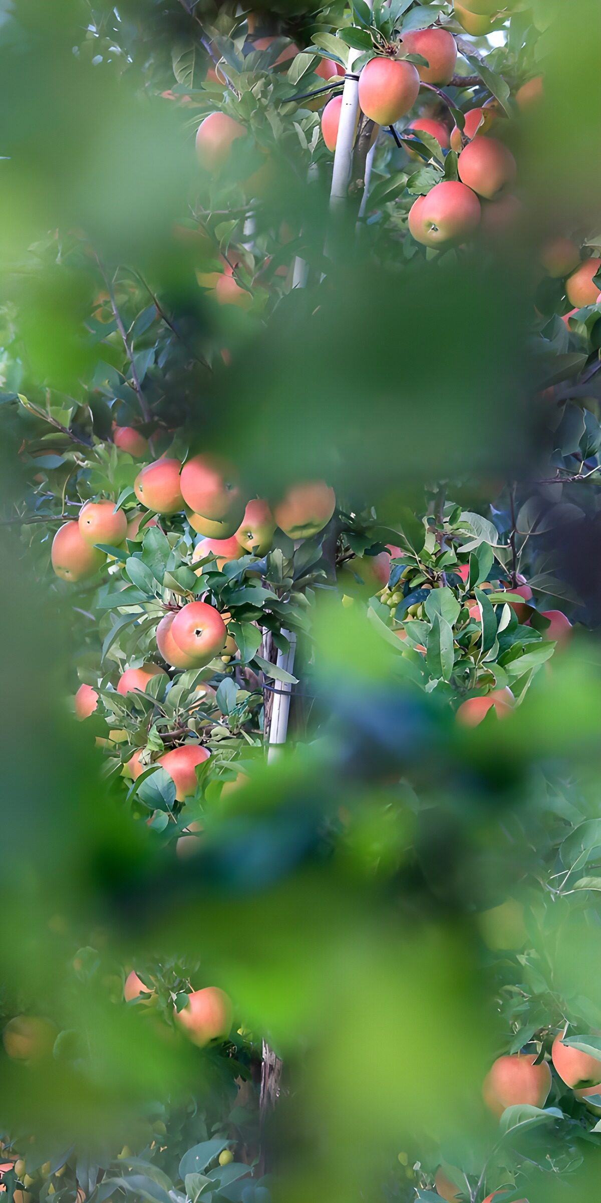 CW7068836: Appelbomen in volle bloei