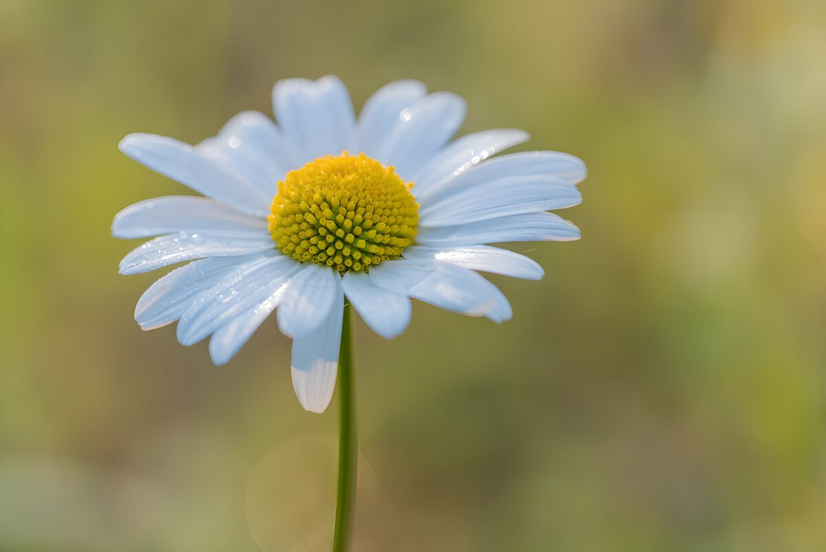 Prachtige Margriet in de Zomer