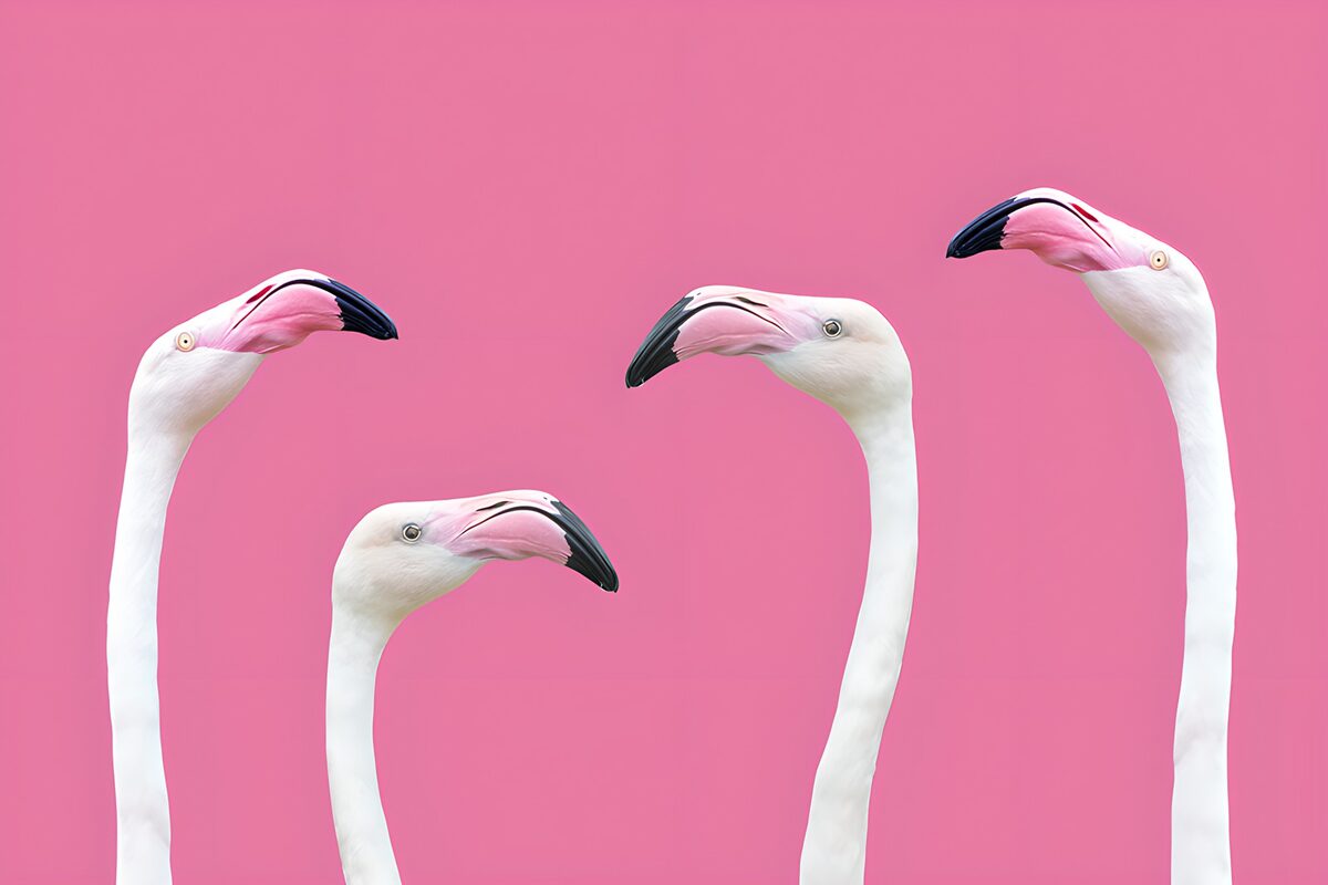 Vier flamingo's op een roze achtergrond