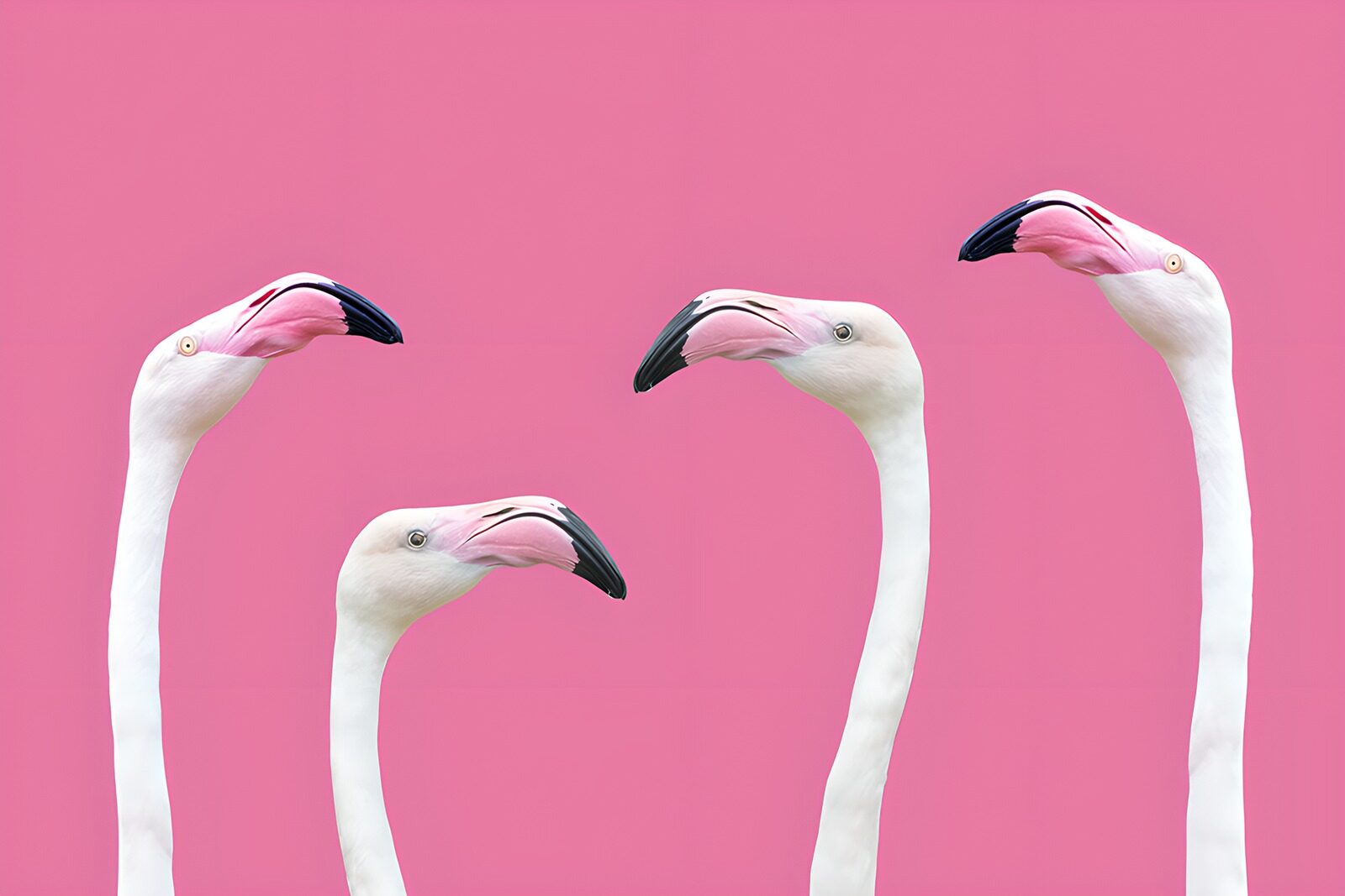 CW8619455: Vier flamingo's op een roze achtergrond