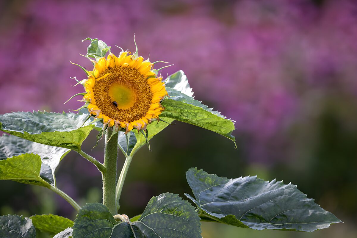 Stralende Zonnebloem in Volle Bloei