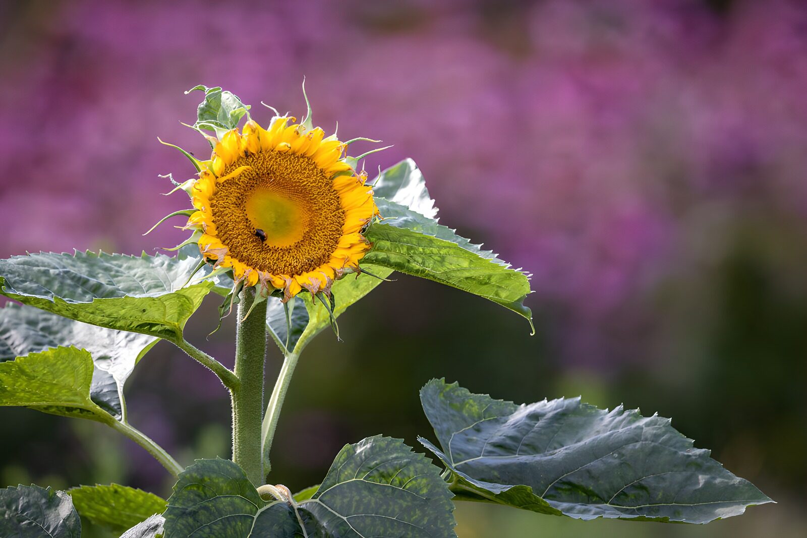 CW4271000: Stralende Zonnebloem in Volle Bloei