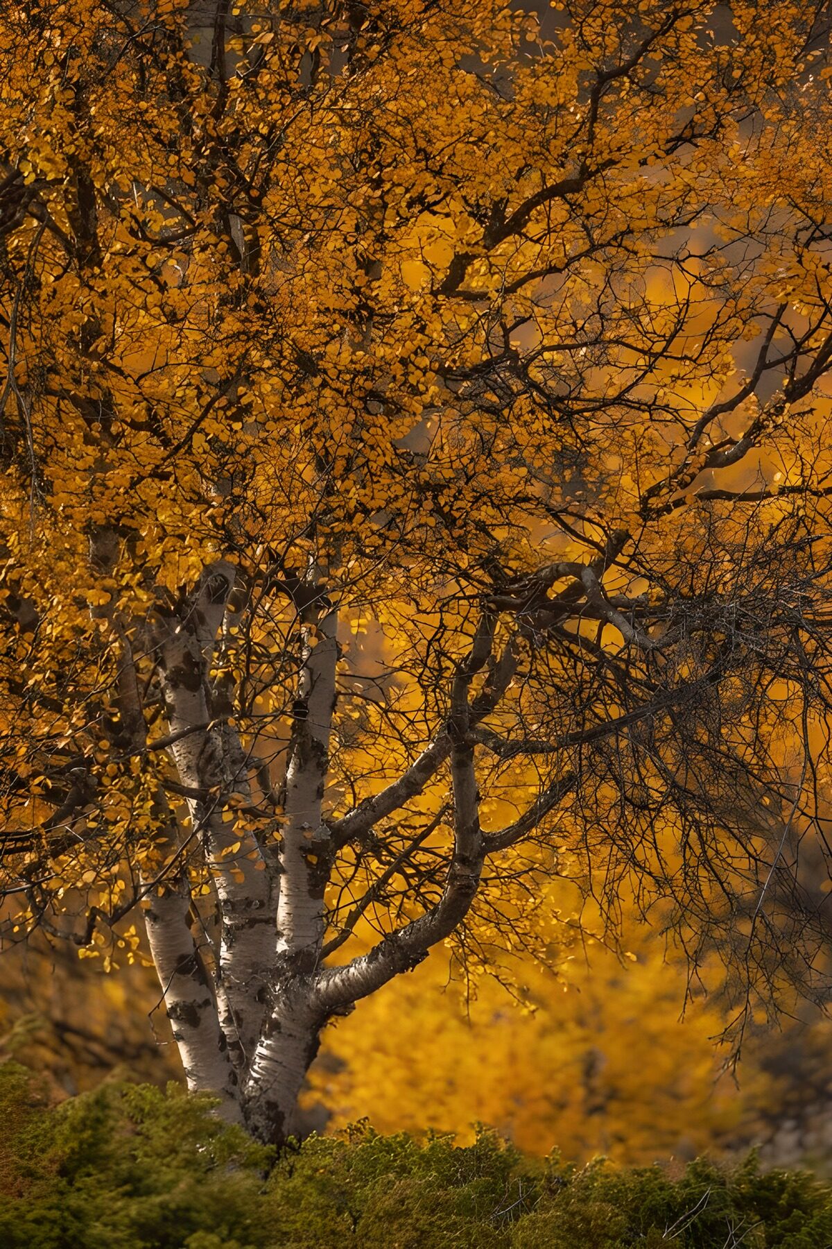 Prachtige herfstberken in goudkleur