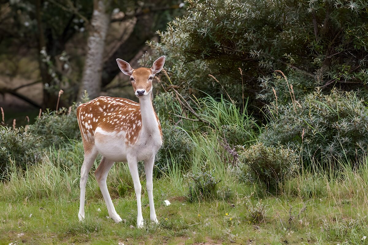 Schattig jong hert in het groen