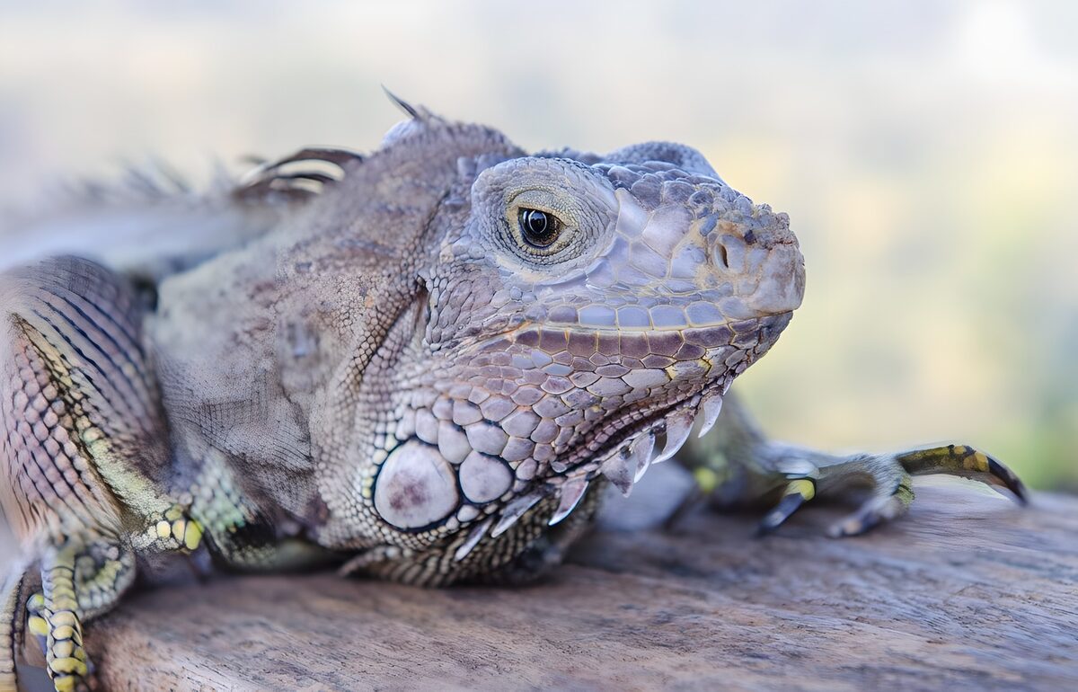 Close-up van een kleurrijke hagedis
