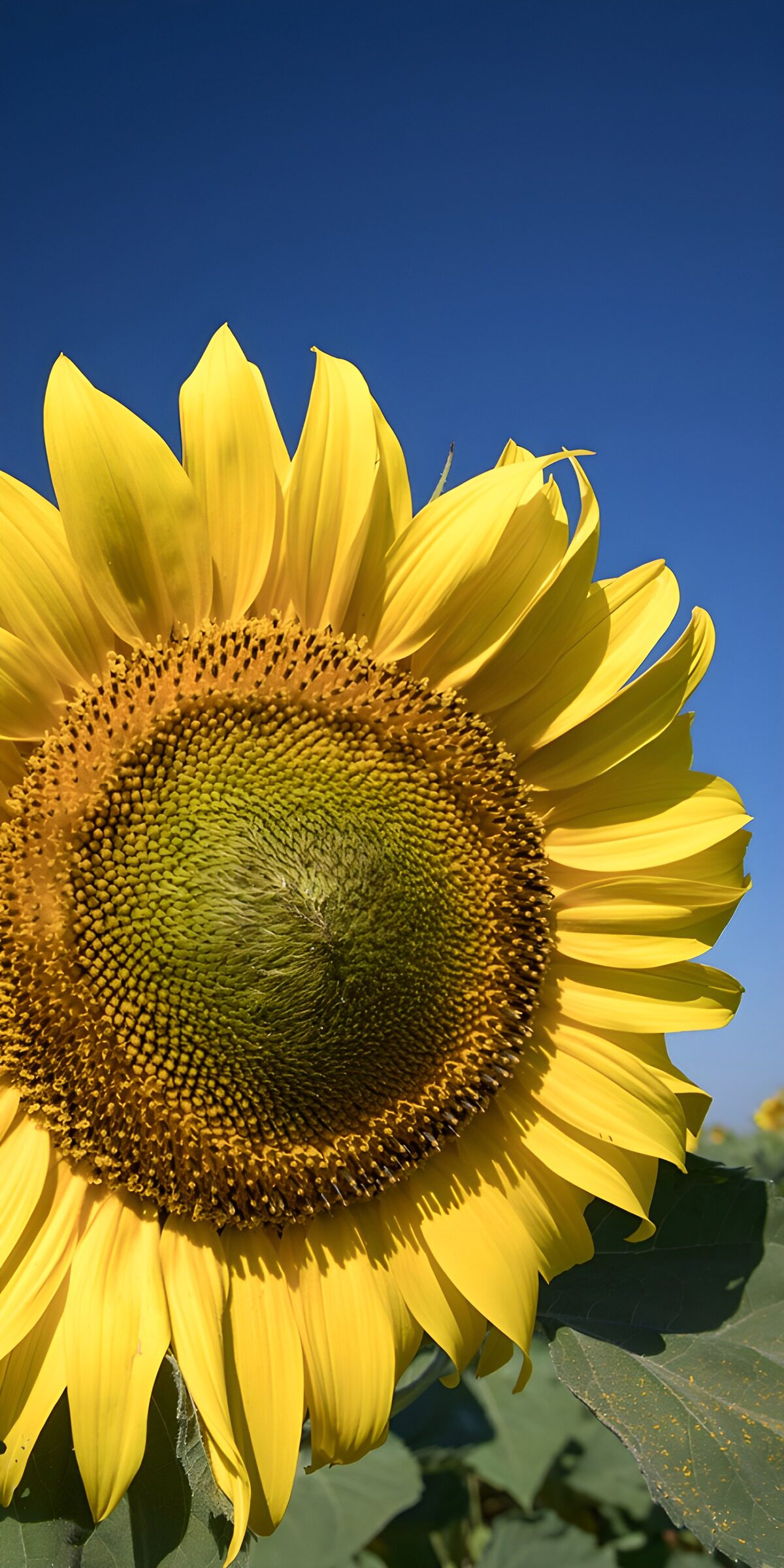 CW9332978: Zonnige Zonnebloem onder de Blauwe Lucht