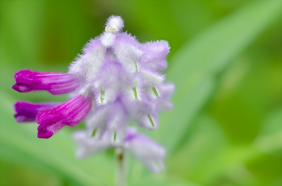 Prachtige paarse bloem in de natuur