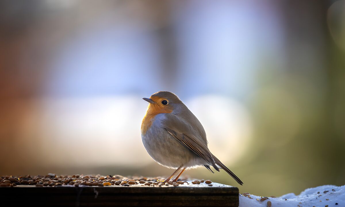 Schattige vogel in winterse sfeer
