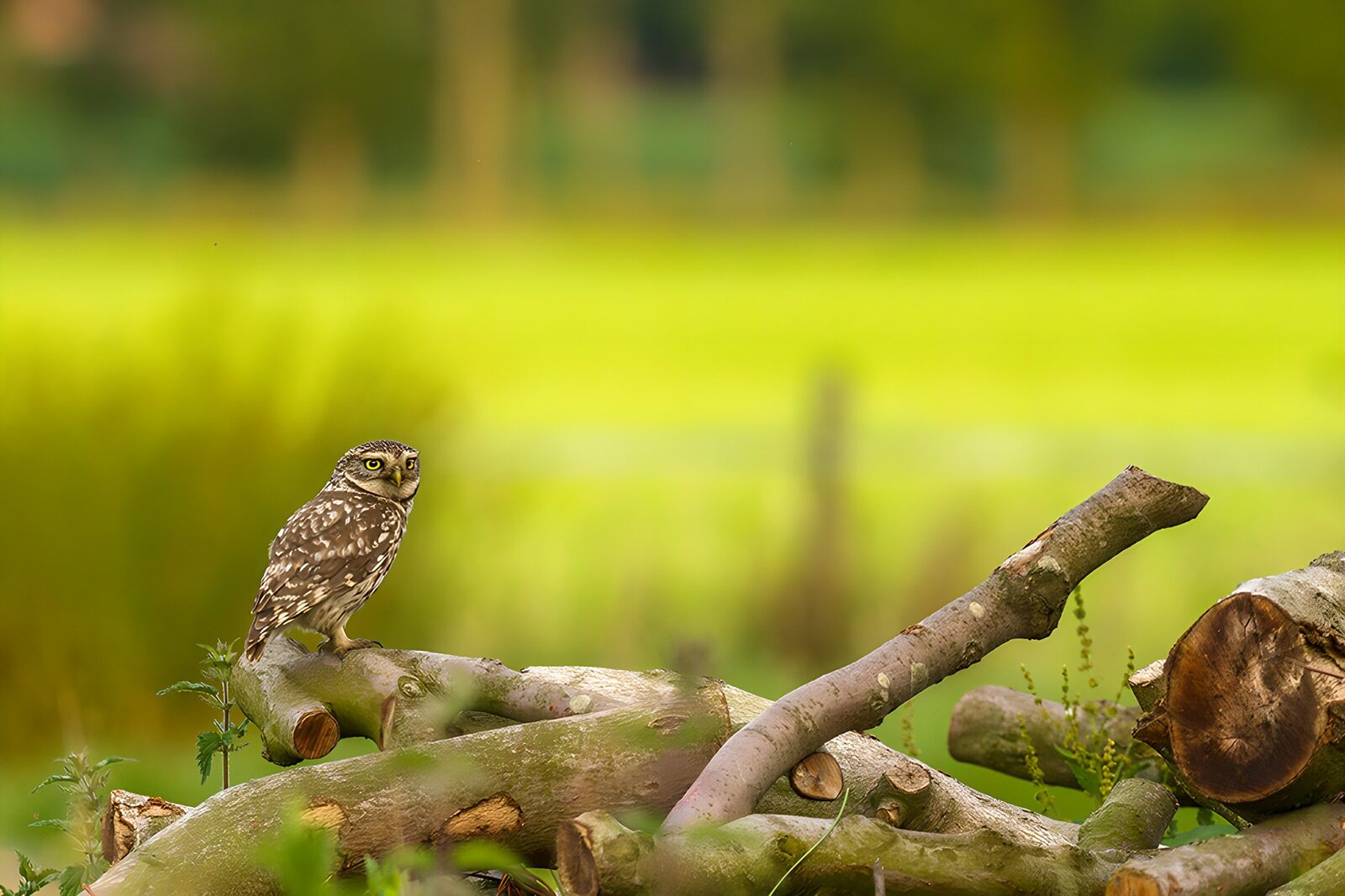 CW1310524: Kleine uil op een tak