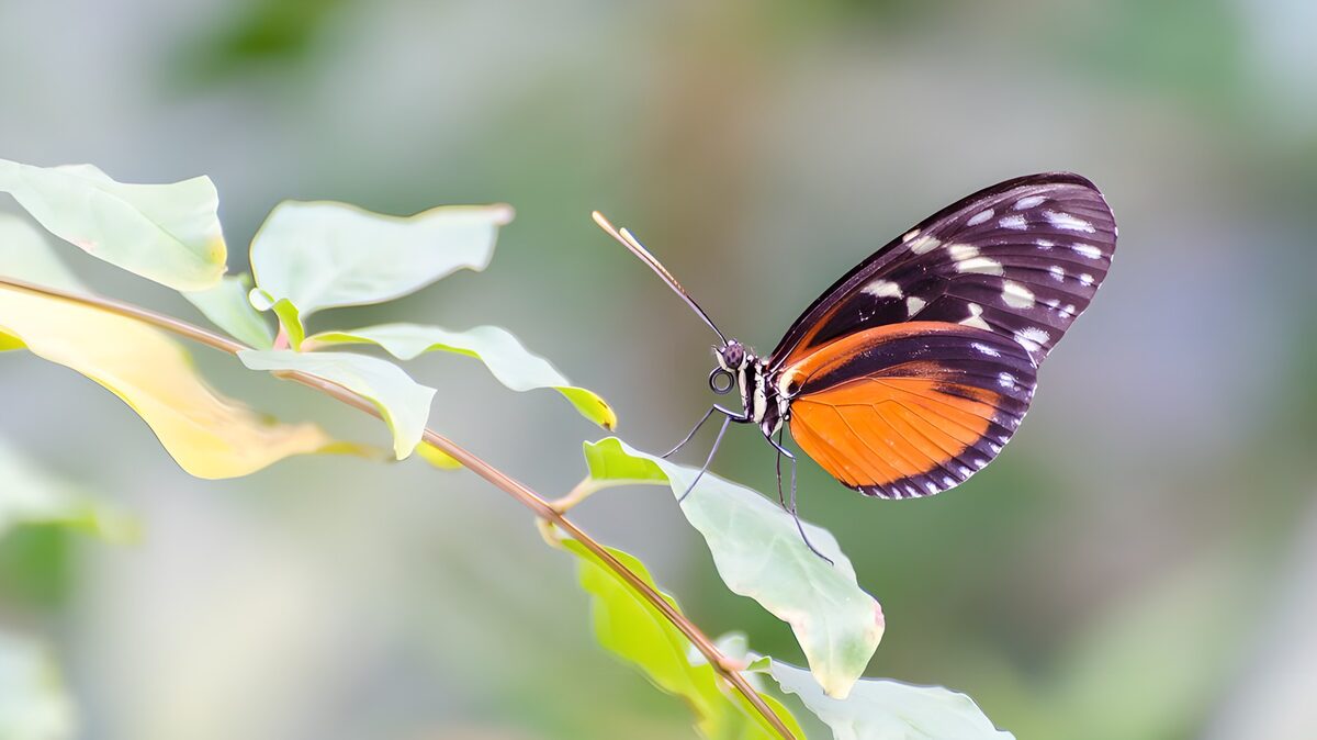 Prachtige oranje vlinder op een tak
