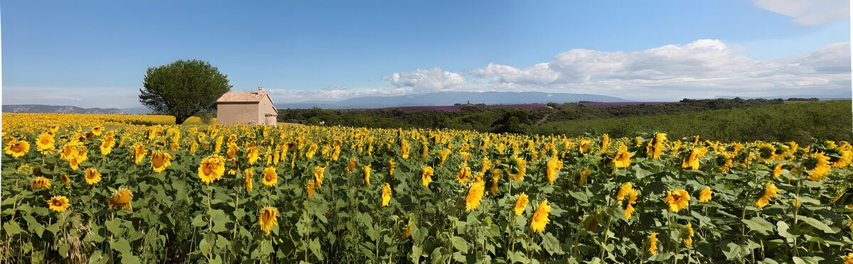 Zonnebloemen in het Franse landschap