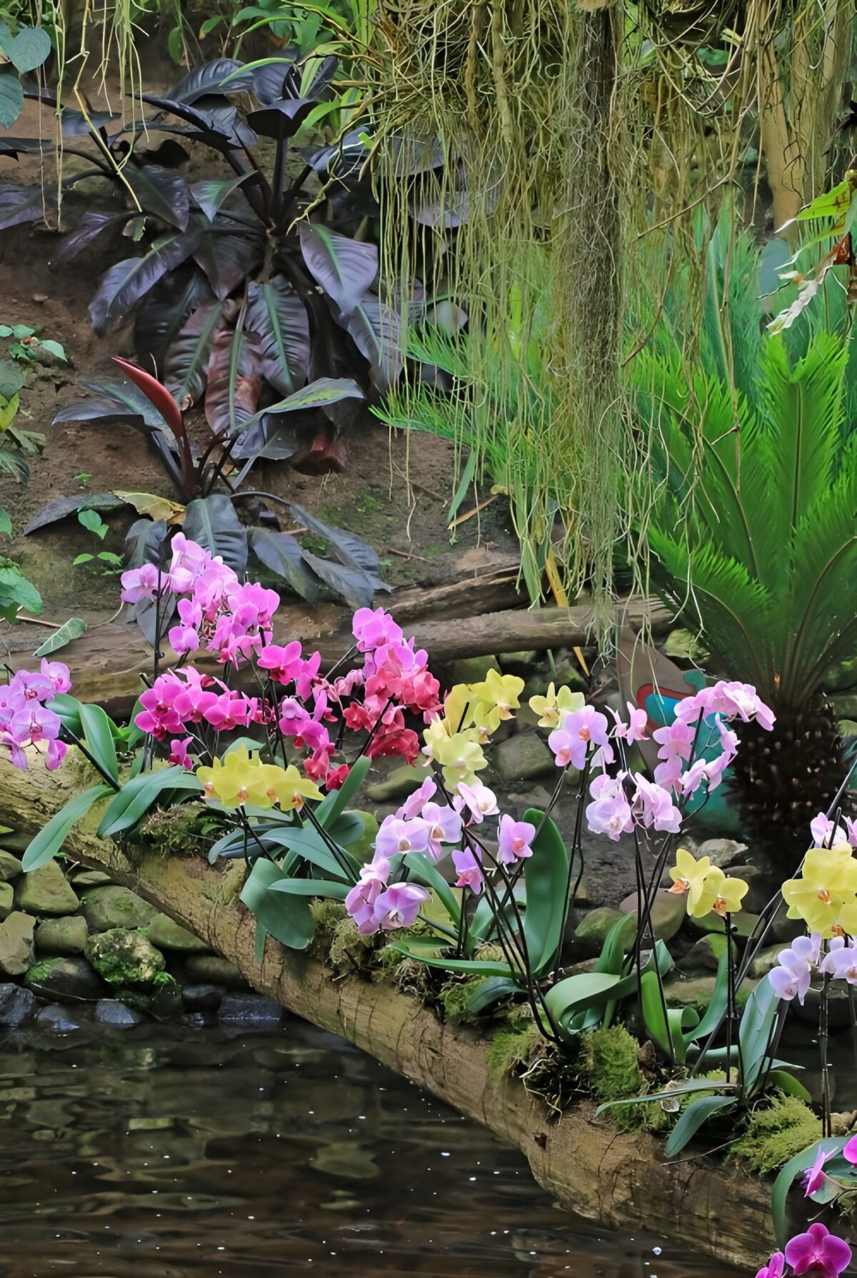 CW1626172: Kleurrijke orchideeën aan de waterkant