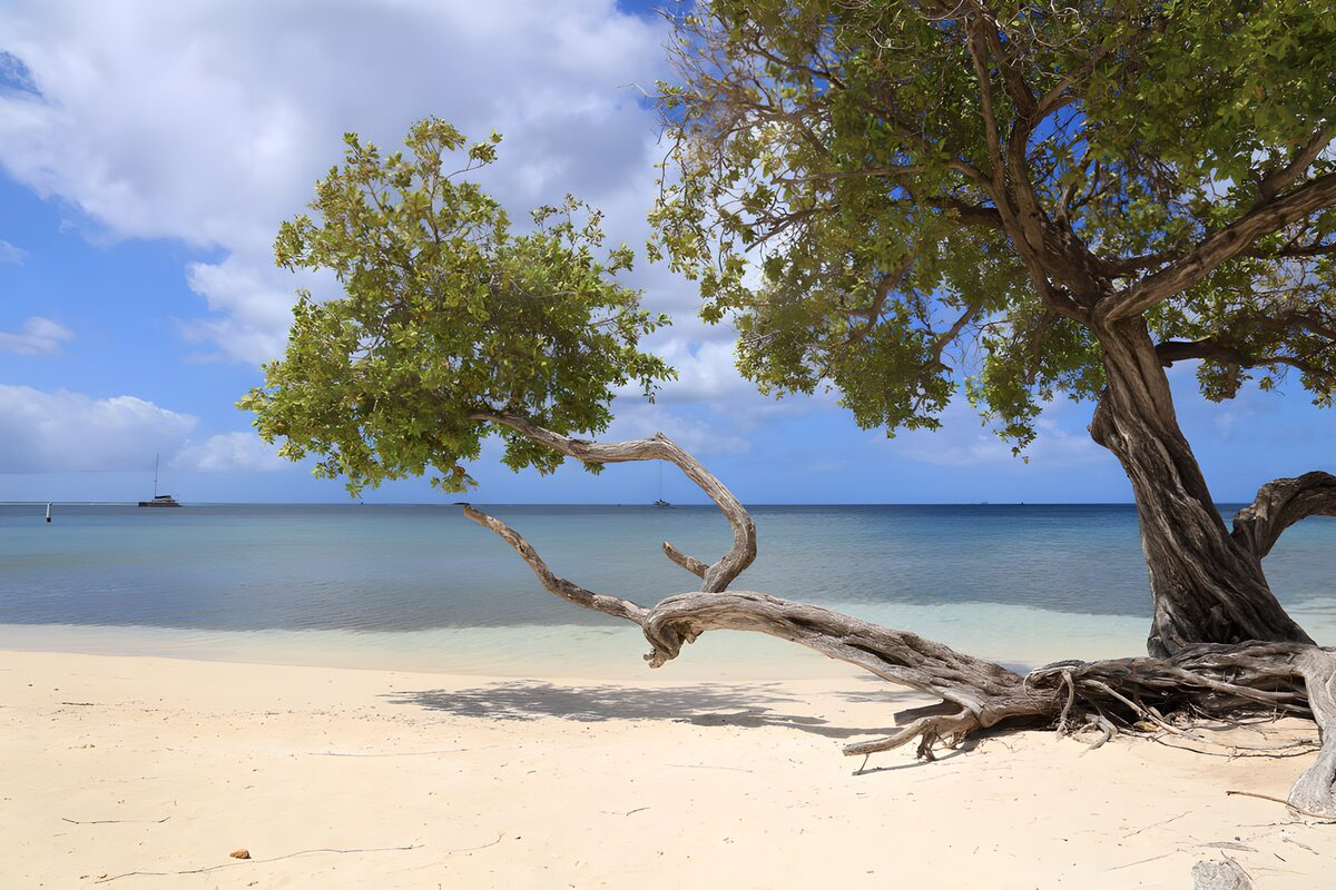 CW5368164: Tropisch strand met een opvallende boom